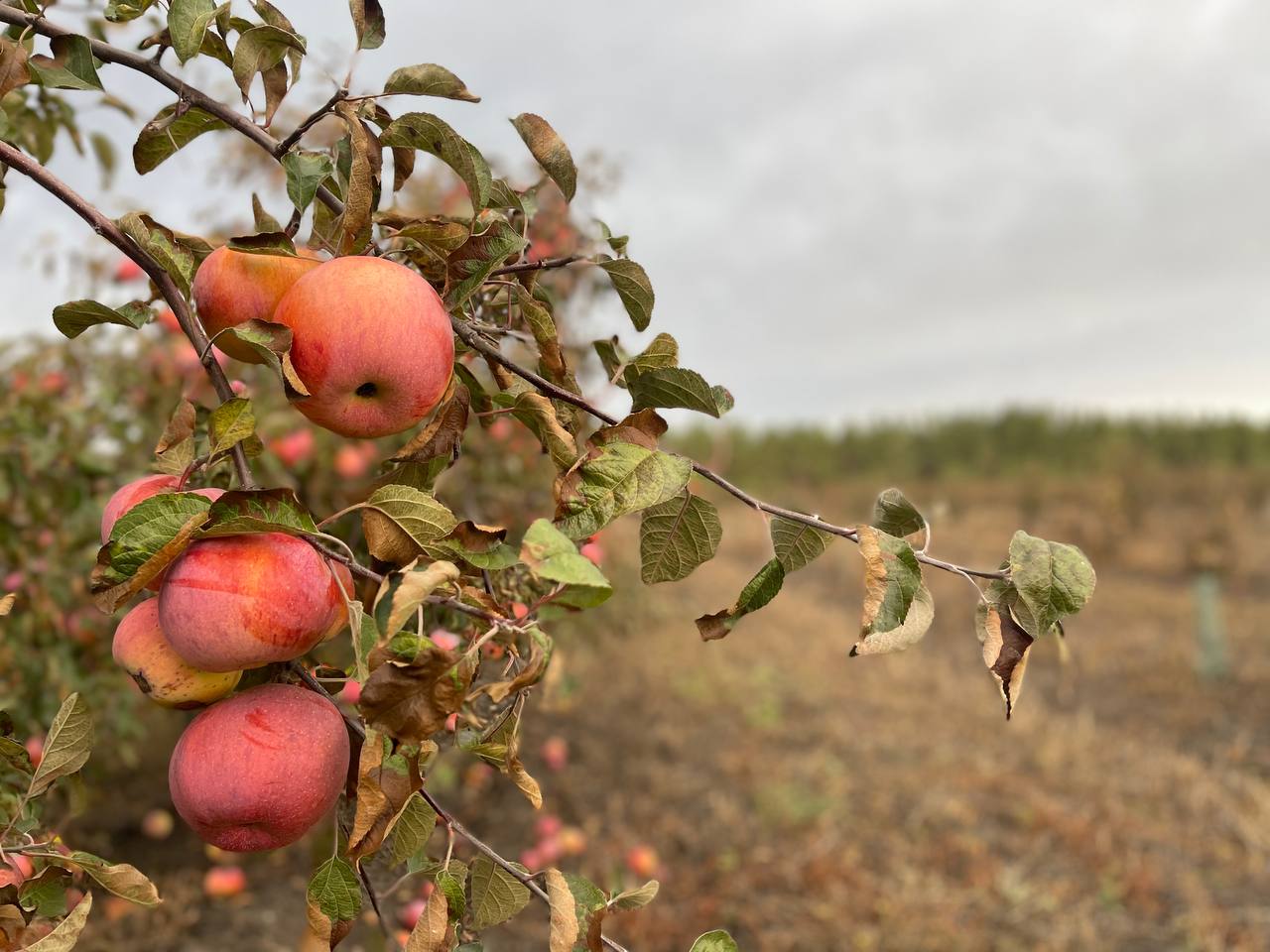 Петровские яблоки покоряют Саратов